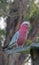 Pink and Gray Gala / Galah Parrot in Drouin Victoria Australia