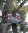 Pink and Gray Gala / Galah Parrots in Drouin Victoria Australia