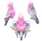 Pink gray galah parrot set. Australian tropic cockatoo bird hand drawn illustration isolated on white background