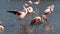 Pink greater flamingo flock cleaning