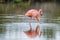 Pink greater flamingo in Galapagos islands