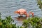 Pink greater flamingo in Galapagos islands