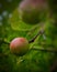 Pink with green coloured fruit with dew drops