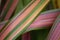 Pink and green cordyline leaves