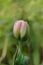 Pink and green double tulip