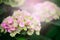 Pink green hydrangea blooming, outdoor floral nature background
