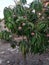 Pink and green mangoes hanging on the branches of mango tree with wonderful veiw and landscape