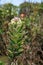 Pink green mountain flower, Cachoeira Da Fumaca, Smoke Waterfall, Vale Do Capao Chapada Diamantina National Park, Brazil