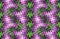 PINK AND GREEN PATTERN DUPLICATION