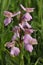 Pink Green-winged Orchid