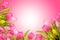Pink greeting card background with spring tulip flowers