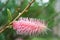 Pink Grevillea Blossom