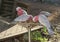 Pink and Grey Cockatoos feeding