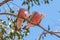 Pink and Grey Galah