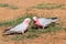 Pink and Grey Galah