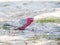 Pink and Grey Galah foraging on the beach