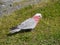 A pink and grey Galah on the green grass