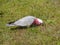A pink and grey Galah on the green grass