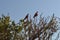 Pink and grey galahs birds in tree