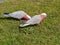 Pink and grey Galahs on the green grass