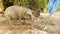  Pink and grey pigs in search of food ( close up) 