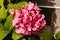 Pink guelder rose snowball flower