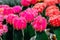 Pink Gymnocalycium cactus flowers top. Indoor ornamental plant.