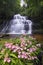 Pink Habenaria rhodocheila hance wild orchid at waterfall in Phitsanulok,Thailand.Mundang waterfall and snapdragon flower at