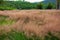 Pink hairawn muhly grass, Muhlenbergia Capillaris , Beautiful Pink hairawn muhly landscape