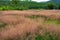 Pink hairawn muhly grass, Muhlenbergia Capillaris , Beautiful Pink hairawn muhly landscape