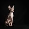 Pink hairless sphinx purebred cat sits on black velvet on a dark background