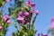 Pink hairy fireweed Epilobium hirsutum with bee on the flower against a blue sky