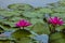 Pink Hairy Water Lilies