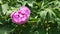 Pink half developed flower of Peony Paeonia suffruticosa in mild breeze, 4K