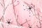 Pink halloween background with spider web, spiders and monster eyes