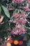 Pink, hanging down exotic tropical ornamental plants