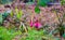 Pink hanging flowers in a garden with plants