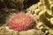 Pink hard coral anemone tentacles detail