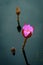 Pink Hardy Waterlily Flower