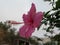 Pink Hawaian Hibiscus flower stamen in Andalusian autumn