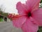 Pink Hawaian Hibiscus flower stamen in Andalusian autumn