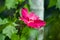 Pink Hawaiian hibiscus flower seven species joba