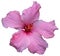 pink hawaiian rose or shoe flower or hibiscus or chinese rose or hibiscus rosa sinensis.