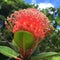 Pink Hawaiian tropical flower scent plant for aroma floral perfume