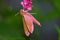 Pink hawkmoth (Deilephila elpenor)