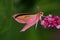 Pink hawkmoth (Deilephila elpenor)