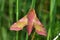 Pink hawkmoth (Deilephila porcellus)