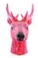 Pink head of a deer