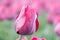 Pink head tulips flower, with field of tulips in background, focus foreground