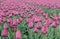 Pink head tulips flower, with field of tulips in background, focus foreground